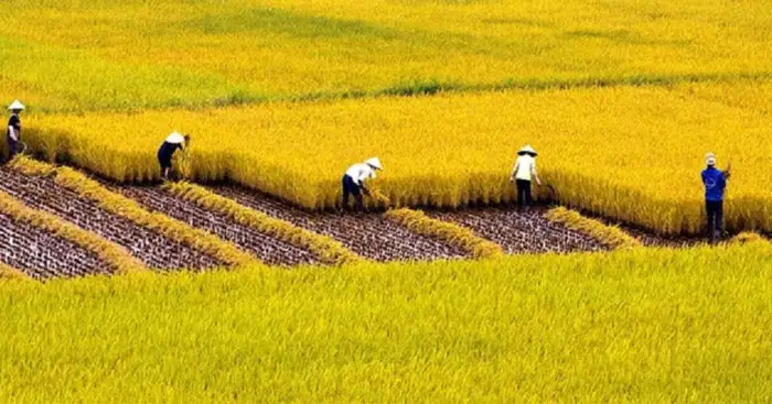 Tả cánh đồng lúa chín
