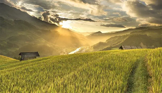 Tả cánh đồng quê em
