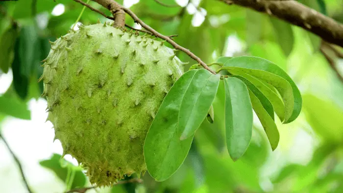 Tả quả mãng cầu - Văn mẫu lớp 5