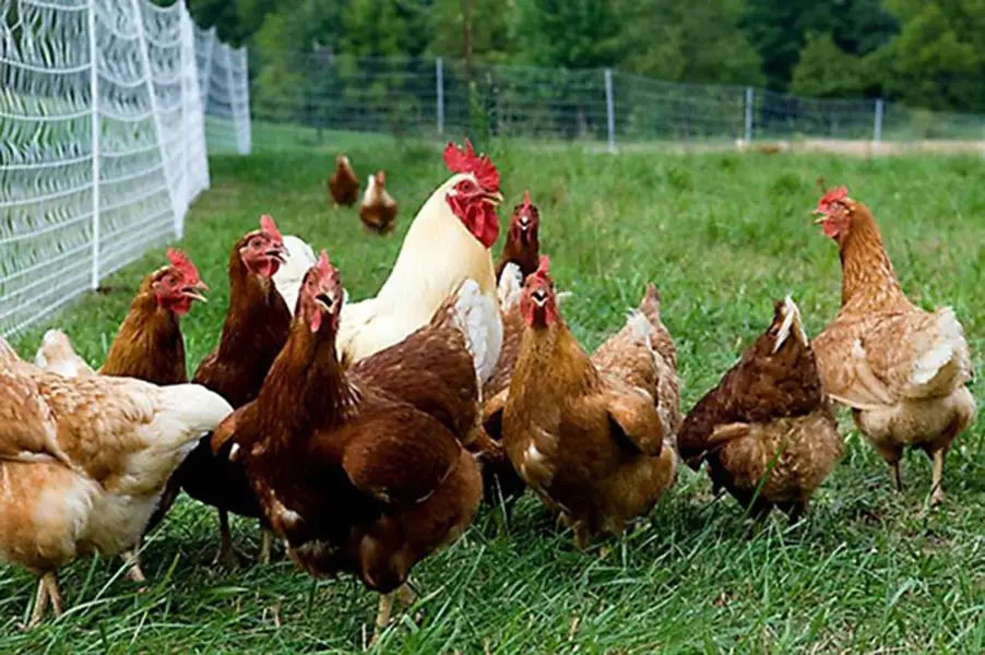 Viết đoạn văn kể lại hoạt động của con gà