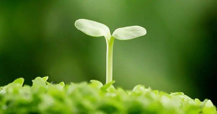 Nghị luận xã hội về ý chí, nghị lực sống của con người
