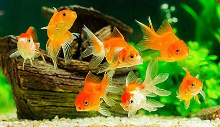 Tưởng tượng một lần em mắc lỗi và biến thành con cá