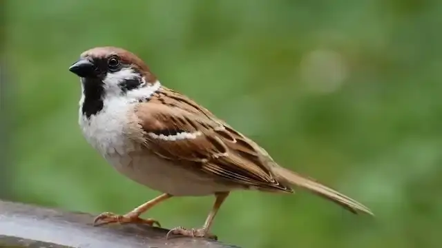 Tưởng tượng một lần em mắc lỗi và biến thành con chim