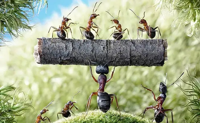 Tưởng tượng một lần em mắc lỗi và biến thành con kiến