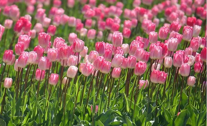 Tưởng tượng cuộc thi của các loài hoa