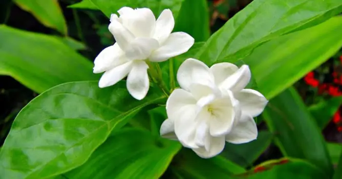 Tả cây hoa mà em yêu thích