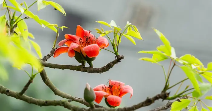 Tả cây hoa mà em yêu thích