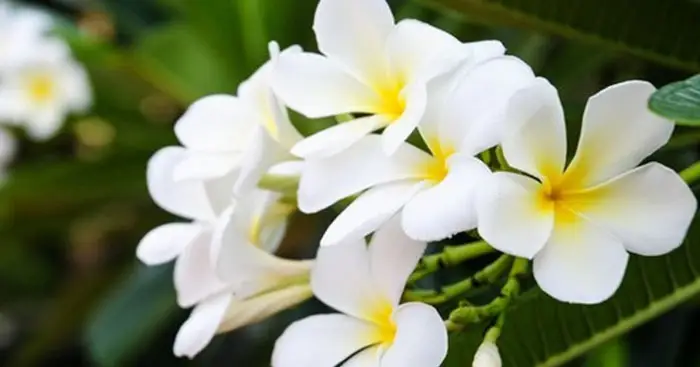 Tả cây hoa mà em yêu thích