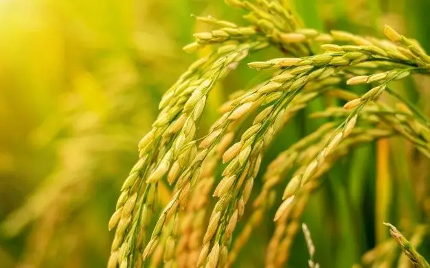 Thuyết minh về cây lúa nước